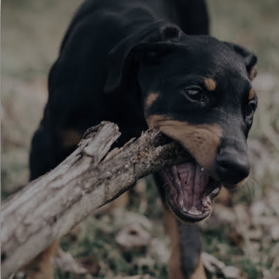Dog Bite Personal Injury Attorney