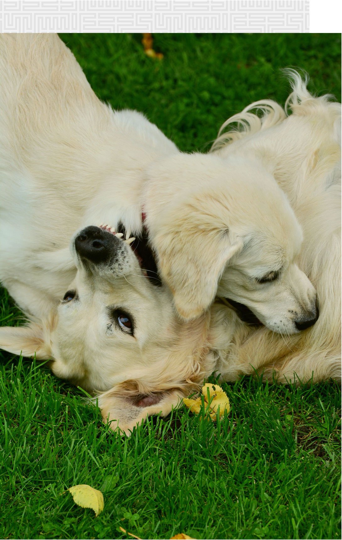 Dog Bite Law in California