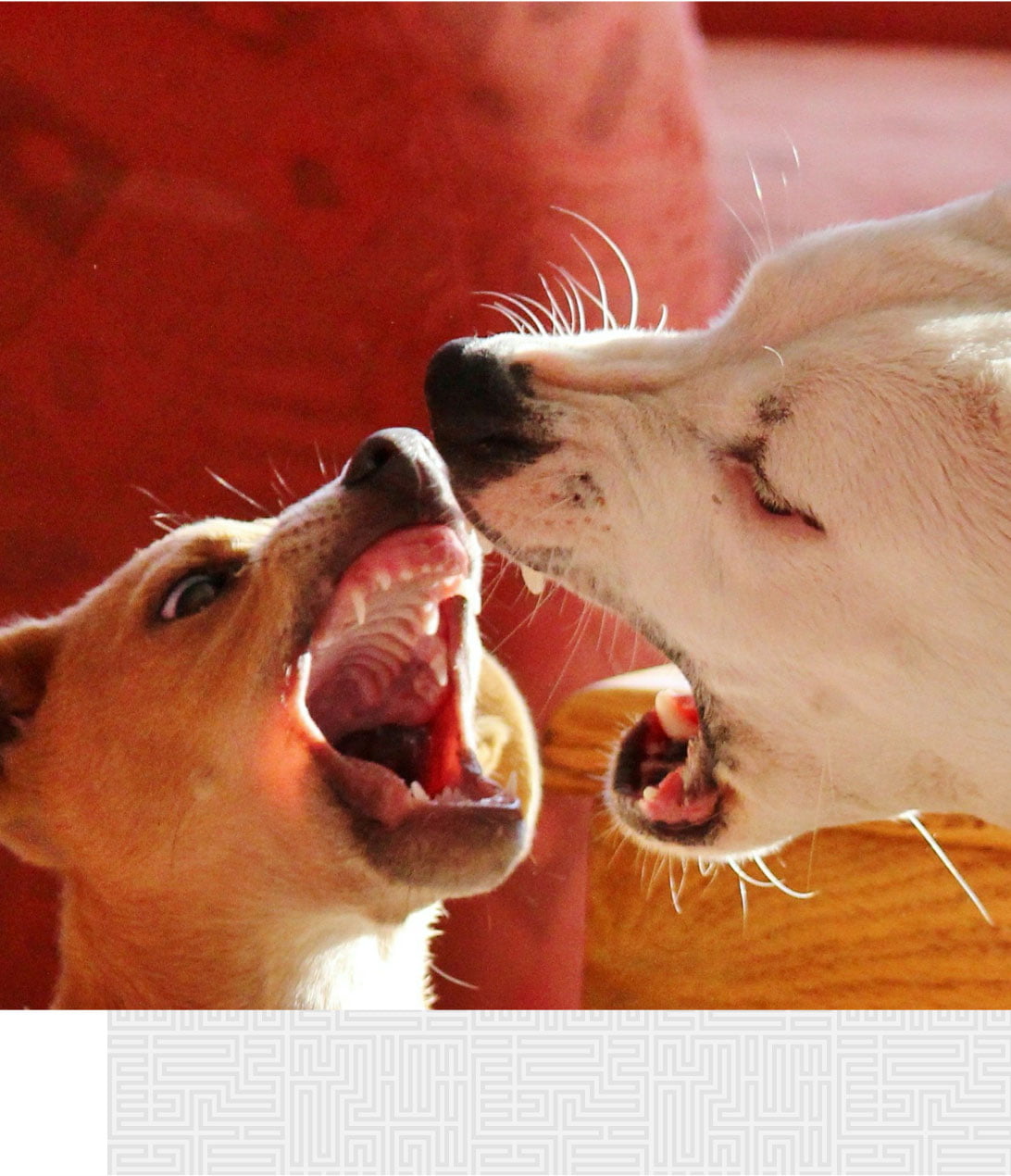 Damages available in dog bite accident cases