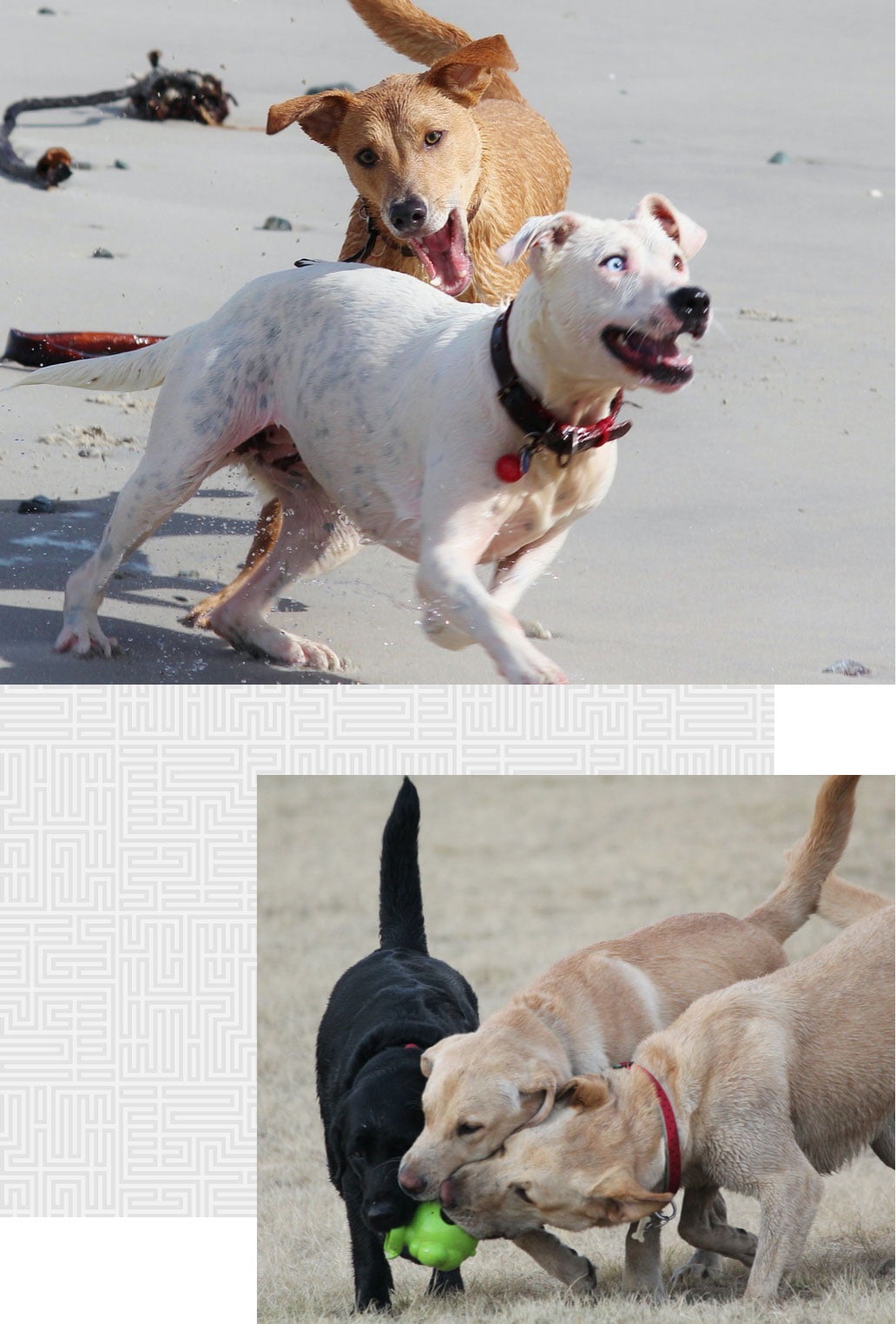 How can a Los Angeles dog bite attorney help a dog bite victim?
