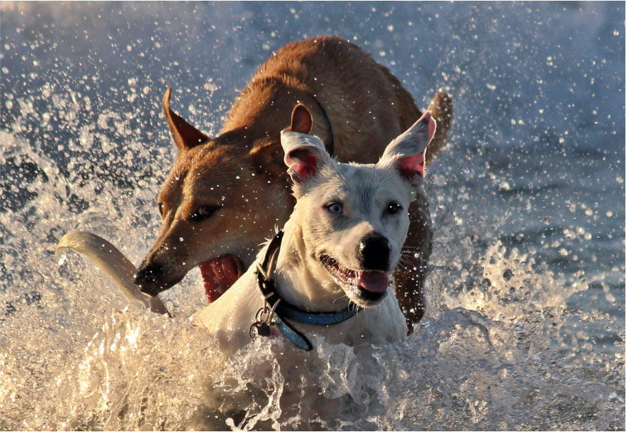 Can a dog bite lawyer help if my dog was attacked?