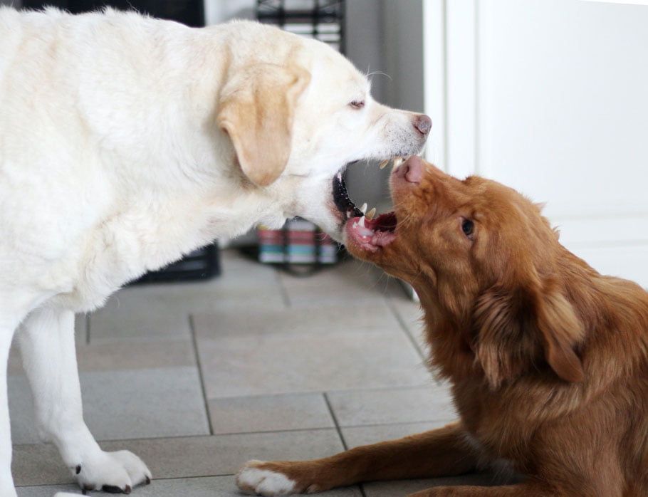 What are my legal options in cases of dog attacks with no biting?