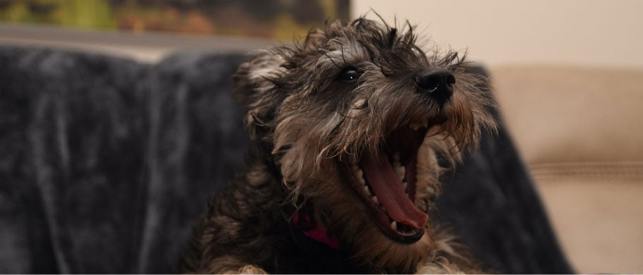 What are the time limits in dog bite accident cases?